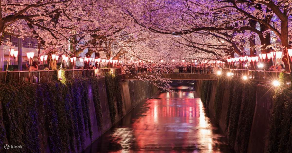 Tokyo City, Nakameguro Cherry Blossom Viewing Evening Half